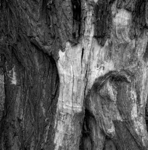Detailaufnahme der Baumrinde in Duisburg, 1988, Schwarzweiß-Fotografie von J.F. Lindemann inspiriert von Ansel Adams