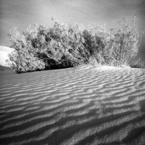 White Sands Nationalpark mit Sandstrukturen und Busch, Schwarzweiß-Fotografie von J.F. Lindemann, 2000 Mit Mamiya 6