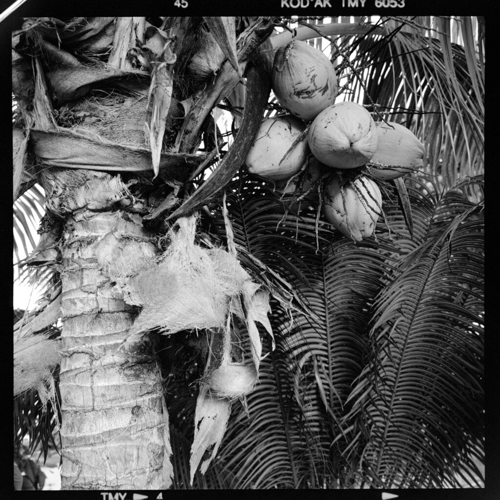 La Digue am Strand mit skurrilen Felsen und einer Palme. Mamiya 6 mit Kodak TMX ein Foto von J.F.Lindemann