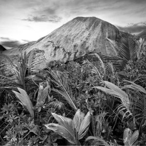 La Digue am Strand mit skurrilen Felsen und einer Palme. Mamiya 6 mit Kodak TMX ein Foto von J.F.Lindemann