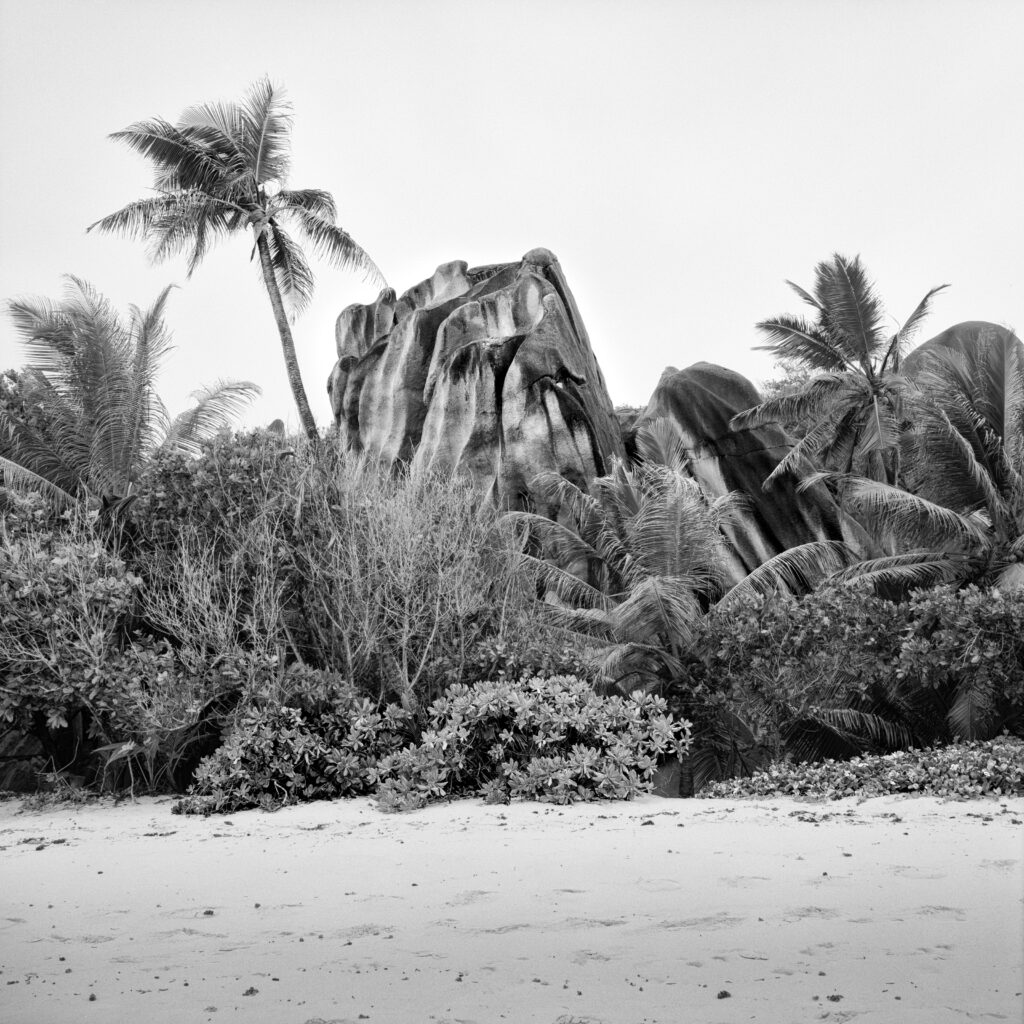 La Digue am Strand mit skurrilen Felsen und einer Palme. Mamiya 6 mit Kodak TMX ein Foto von J.F.Lindemann