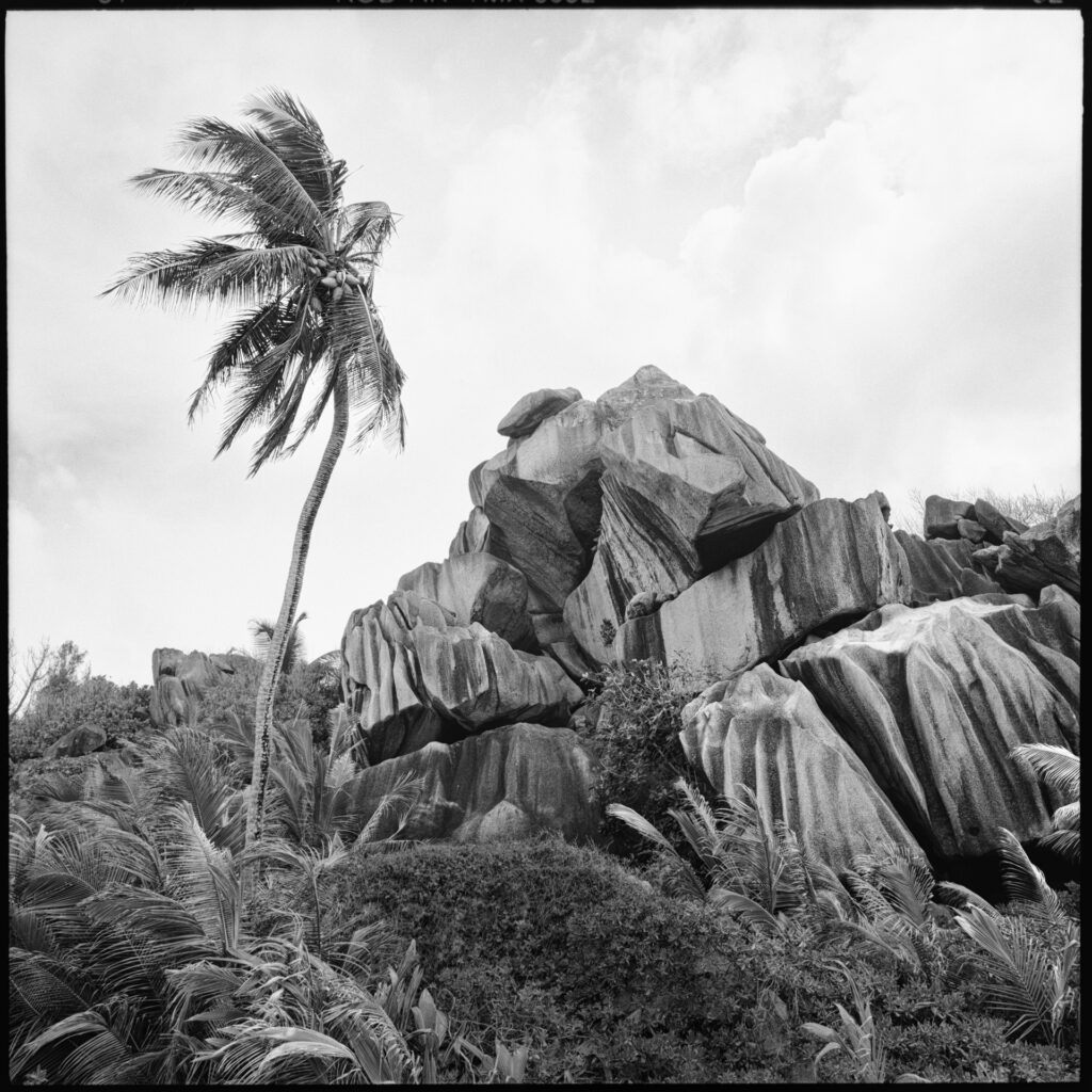 La Digue am Strand mit skurrilen Felsen und einer Palme. Mamiya 6 mit Kodak TMX ein Foto von J.F.Lindemann