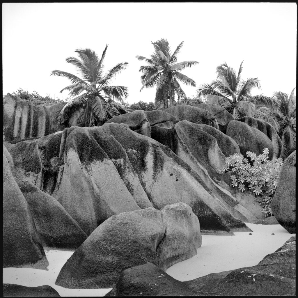 La Digue am Strand mit skurrilen Felsen und einer Palme. Mamiya 6 mit Kodak TMX ein Foto von J.F.Lindemann