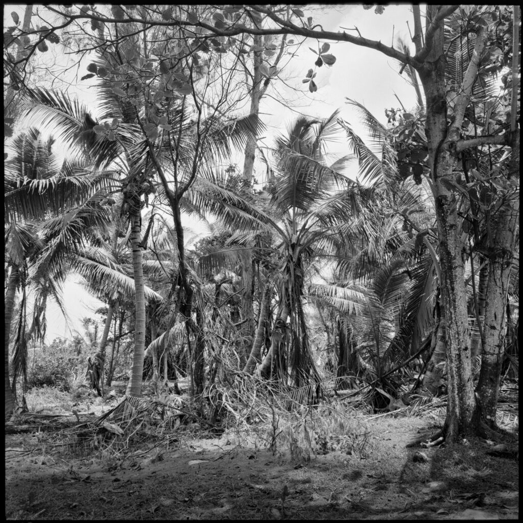 La Digue am Strand mit skurrilen Felsen und einer Palme. Mamiya 6 mit Kodak TMX ein Foto von J.F.Lindemann