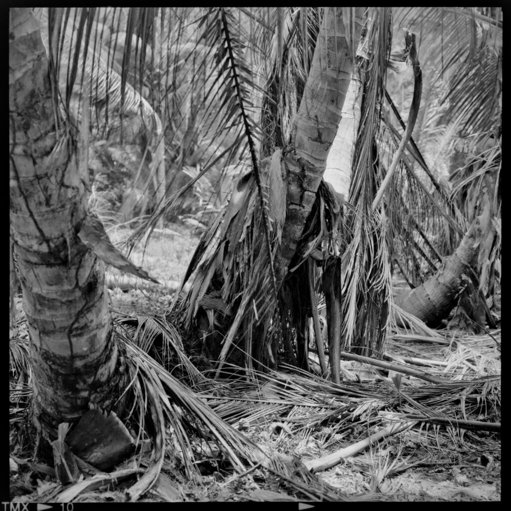 La Digue am Strand mit skurrilen Felsen und einer Palme. Mamiya 6 mit Kodak TMX ein Foto von J.F.Lindemann