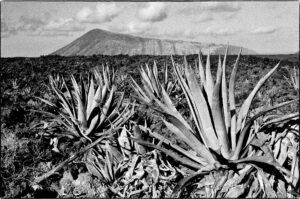 Agavenlandschaft ohne hohen Blütenständen vor Vulkanhügeln auf Lanzarote, Spanien.
