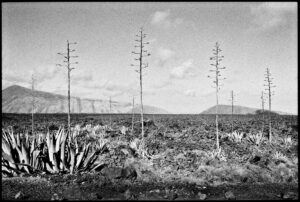 Agavenlandschaft mit hohen Blütenständen vor Vulkanhügeln auf Lanzarote, Spanien.