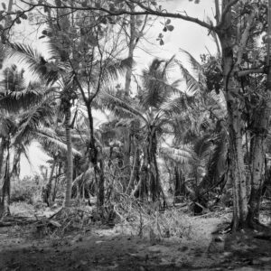 Schwarzweiß-Fotografie eines tropischen Dschungels, aufgenommen mit einer Mamiya 6 Mittelformatkamera – feine Details von Palmenstämmen und Blättern. Auf La Digue Seychellen