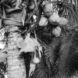 Schwarzweiß-Fotografie eines tropischen Dschungels, aufgenommen mit einer Mamiya 6 Mittelformatkamera – feine Details von Palmenstämmen und Blättern.