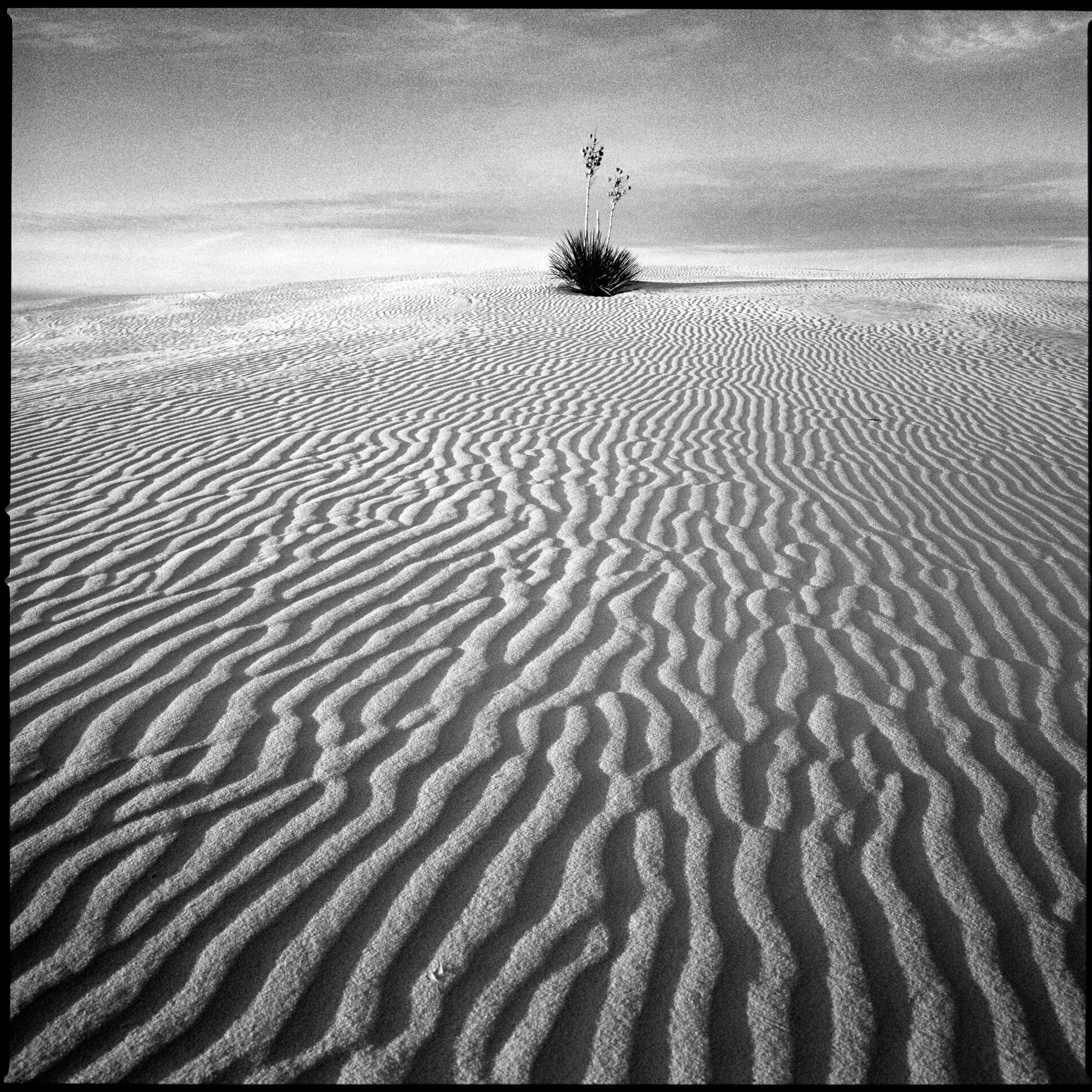 White-Sands3_12-Bearbeitet